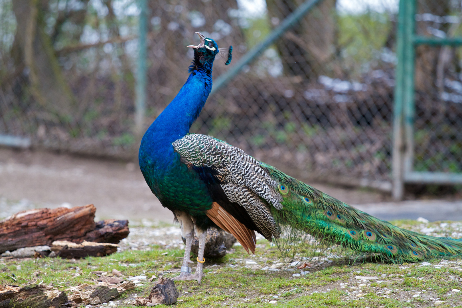 Zoo Hellabrunn München 05