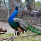 Zoo Hellabrunn München 05