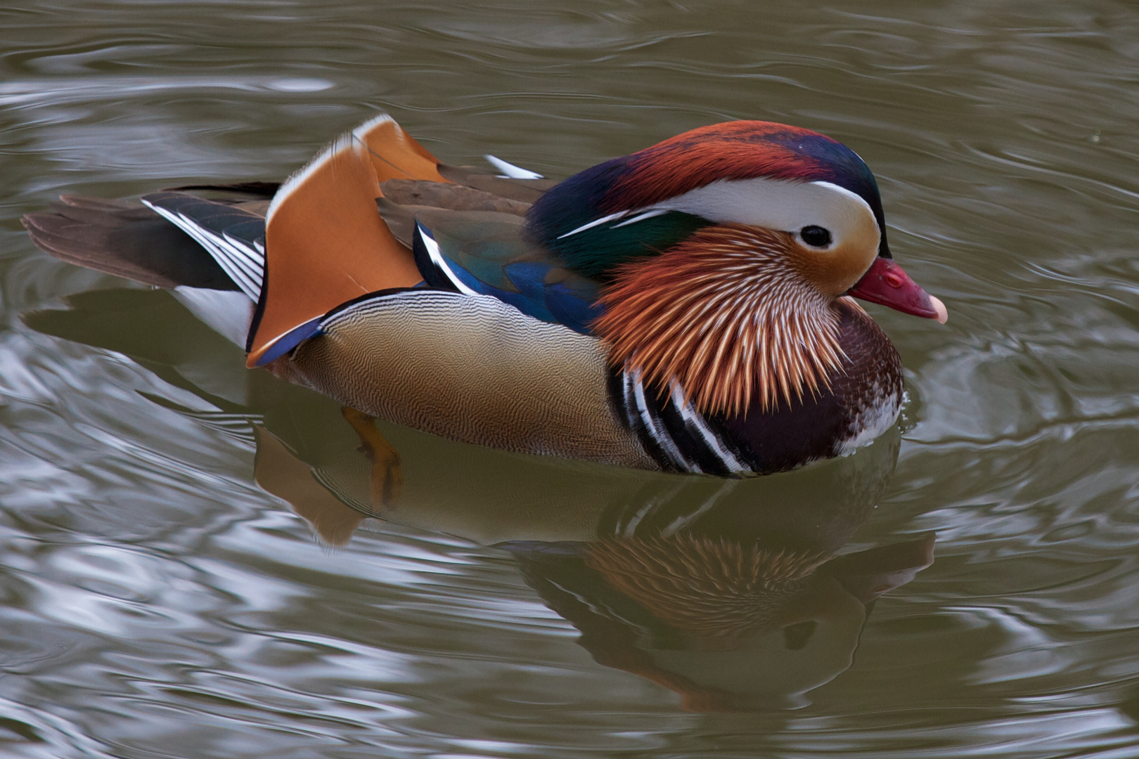 Zoo Hellabrunn München 15