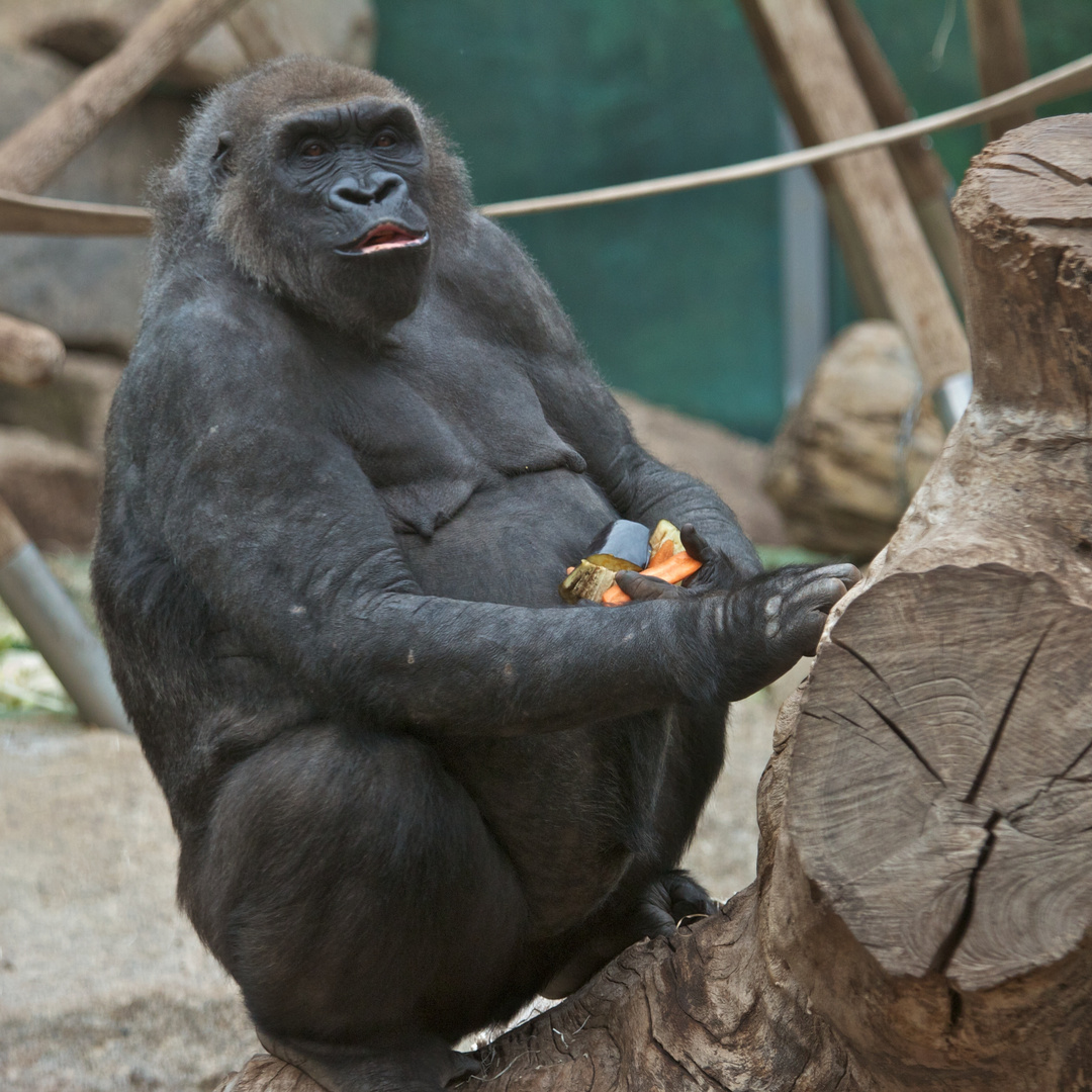 Zoo Hellabrunn München 24