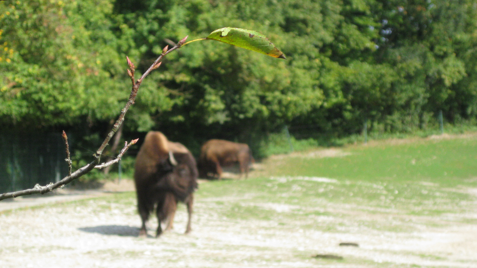 Zoo Hellabrunn München 3