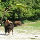 Zoo Hellabrunn München 3