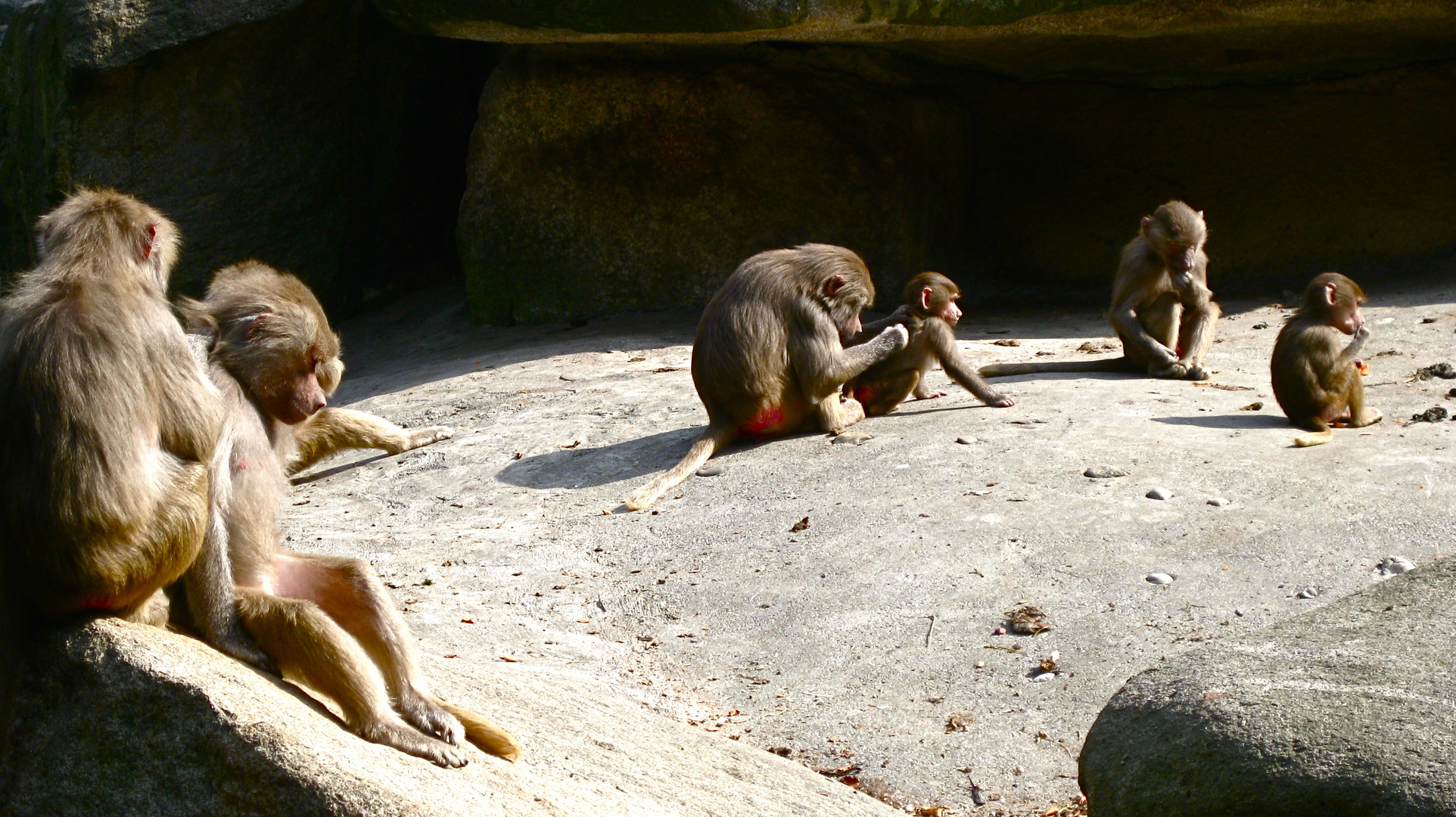 Zoo Hellabrunn München 4