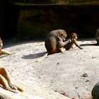 Zoo Hellabrunn München 4