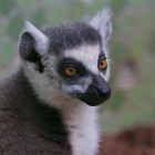 Zoo Hellabrunn München