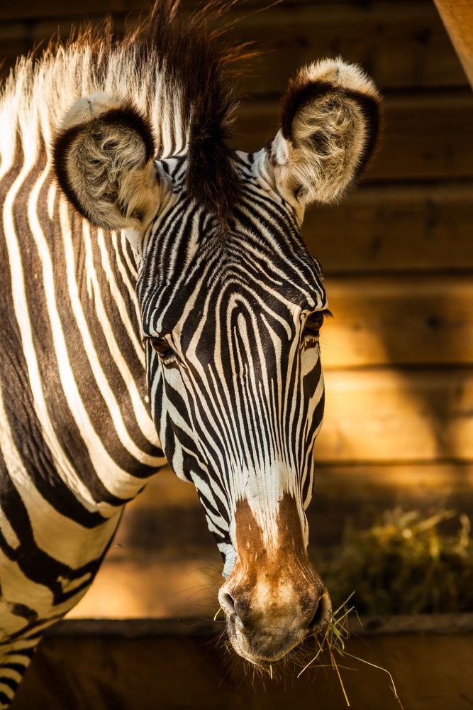 Zoo Hellbrunn 3