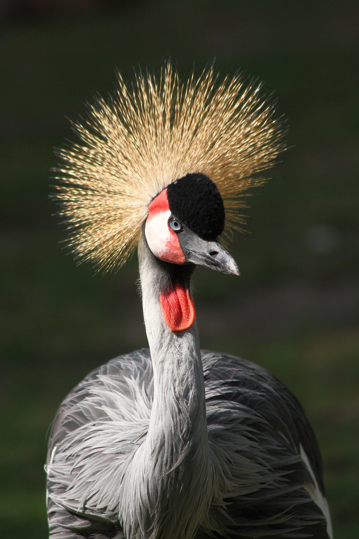 Zoo Hellbrunn