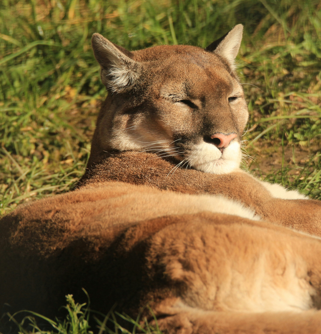 Zoo Hellbrunn