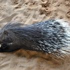 Zoo Hof - Stachelschwein beim Dinner