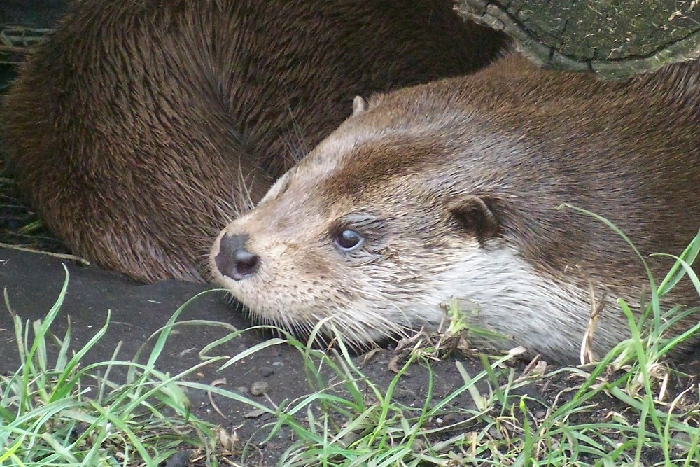 Zoo Hoyerswerda