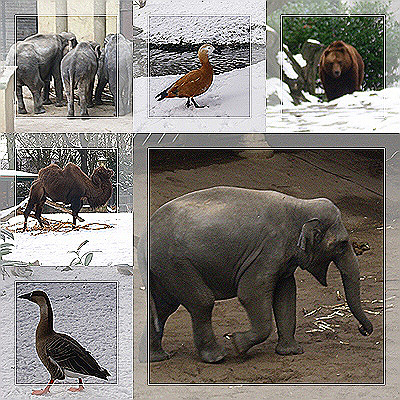 Zoo im Winter
