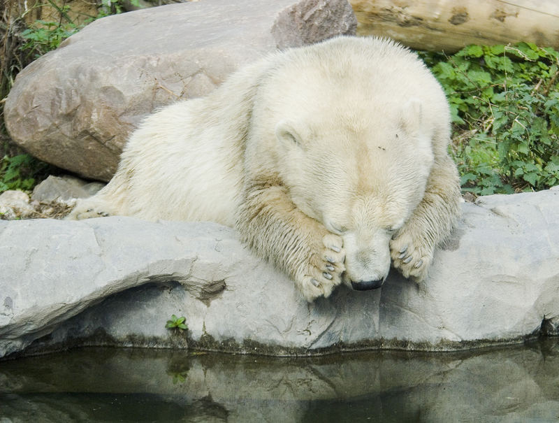 Zoo Impressionen 2