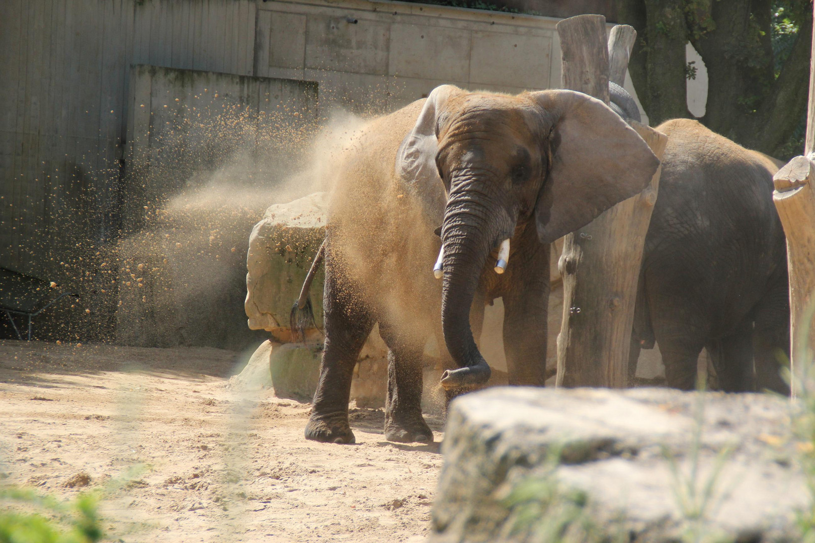 zoo in dresden