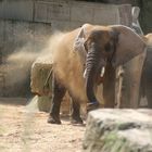 zoo in dresden