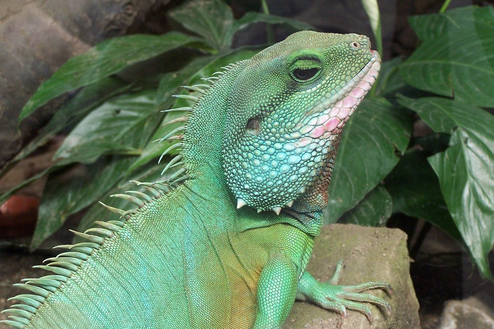 Zoo in Dresden