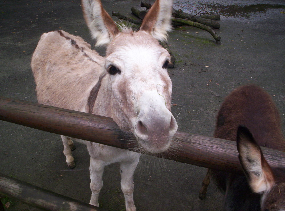 zoo in dresden