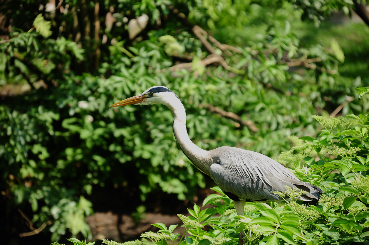 Zoo in Emmen