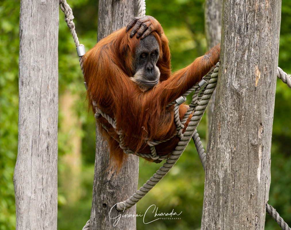 Zoo in Gelsenkirchen