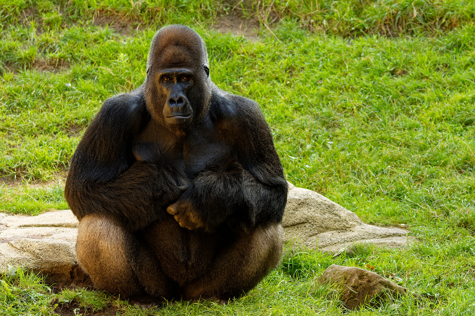 Zoo in Hannover