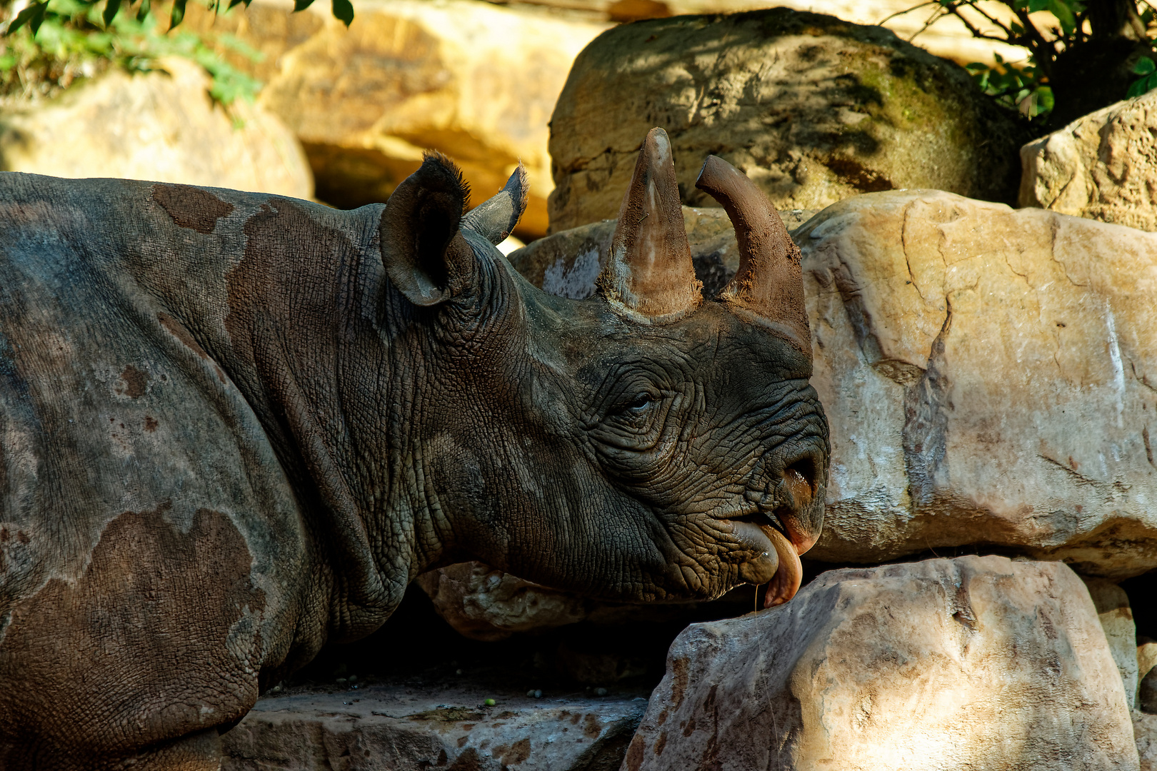 Zoo in Hannover