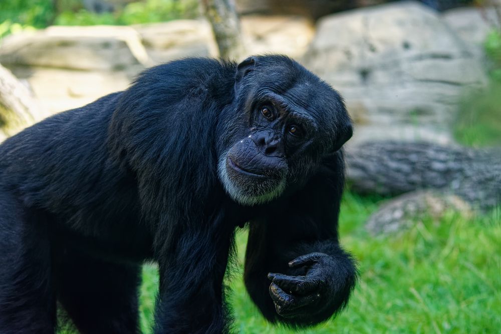 Zoo in Hannover Foto &amp; Bild deutschland, europe, tiere Bilder auf