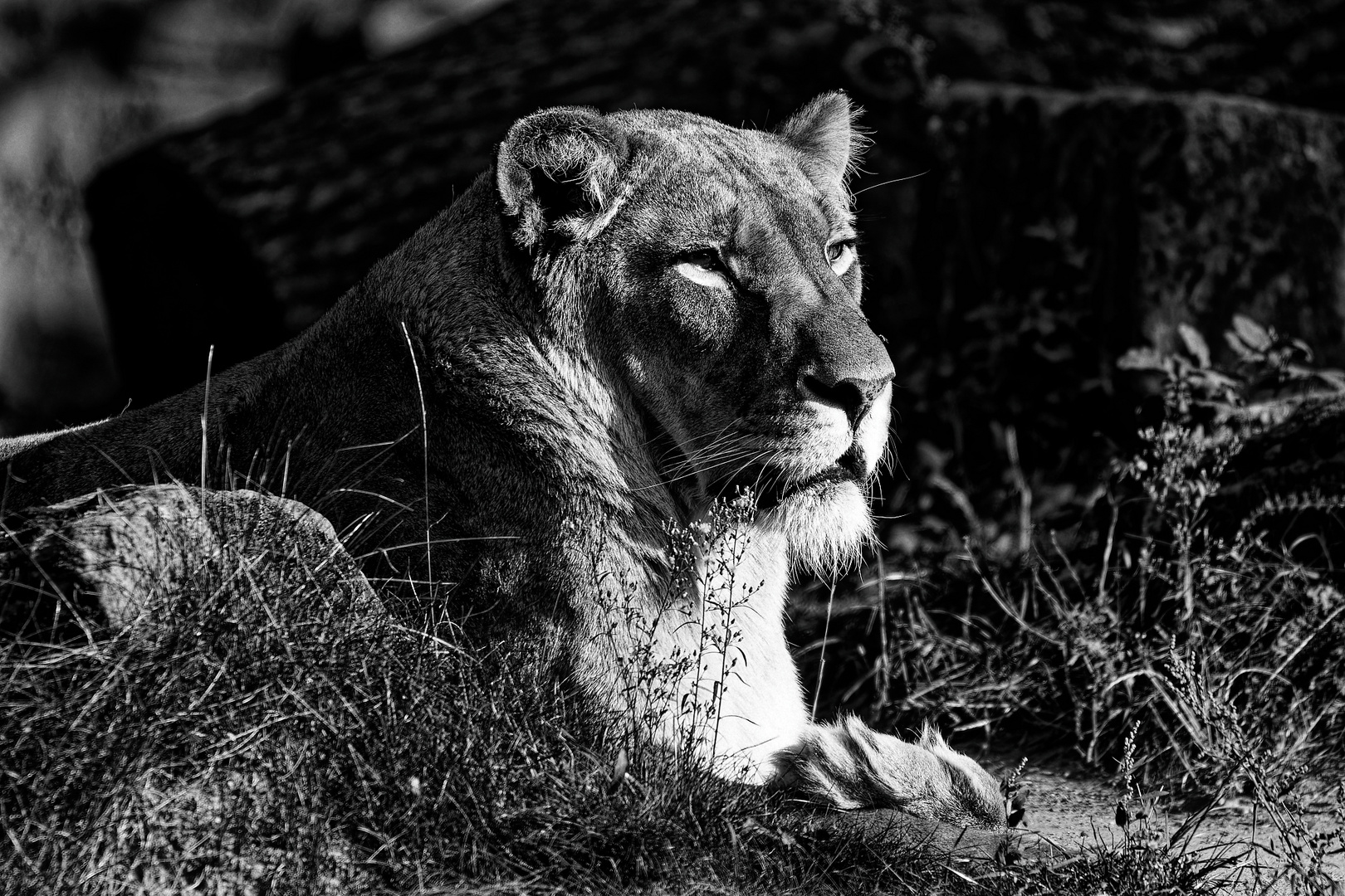 Zoo in Hannover in Schwarzweiß