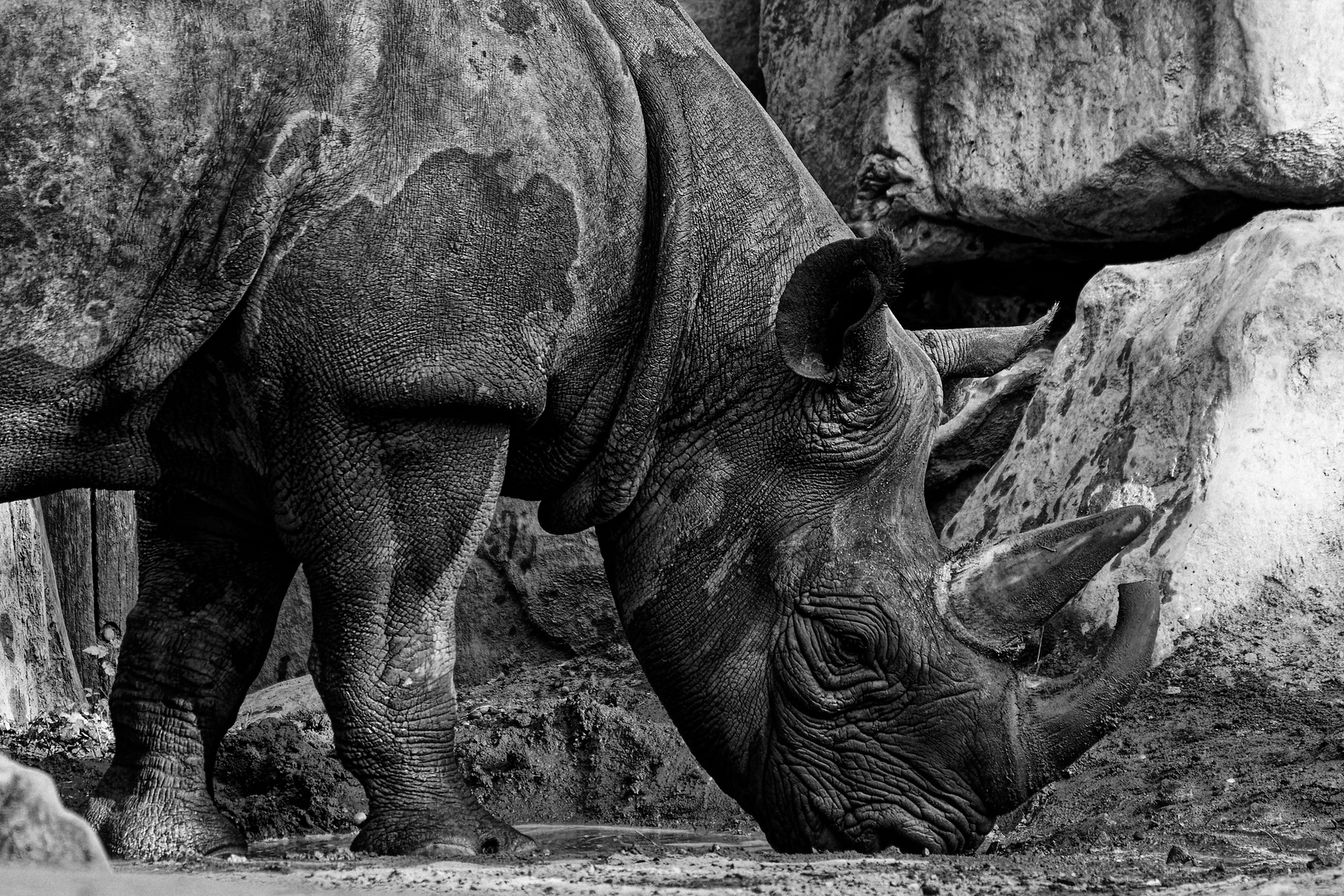 Zoo in Hannover in Schwarzweiß