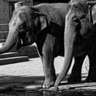 Zoo in Hannover in Schwarzweiß