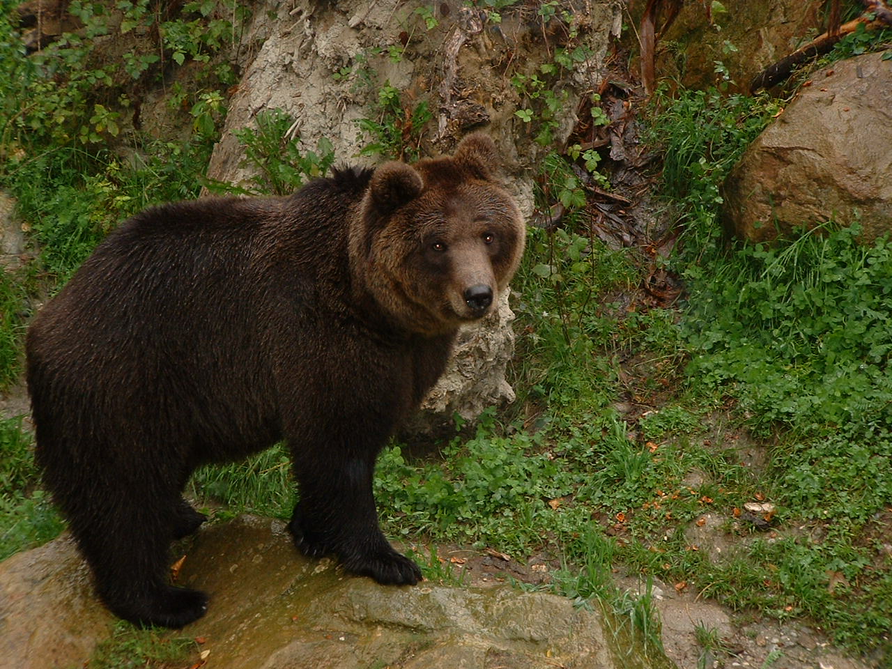 Zoo in Insbruck