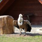 Zoo in Neunkirchen