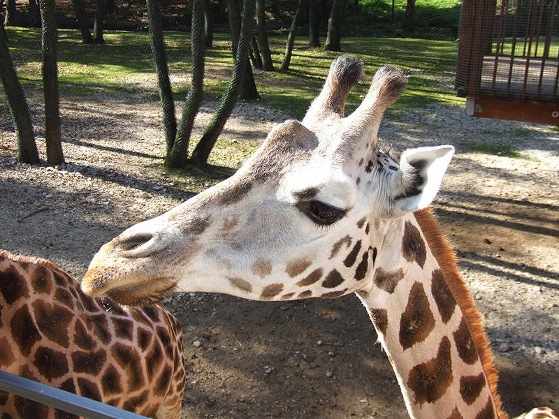 Zoo in Schmiding bei Wels