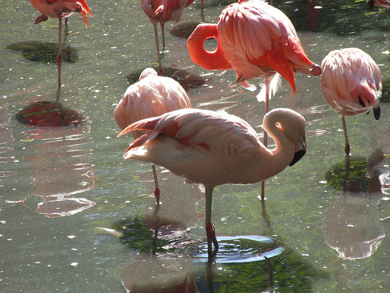 Zoo in Schmiding bei Wels