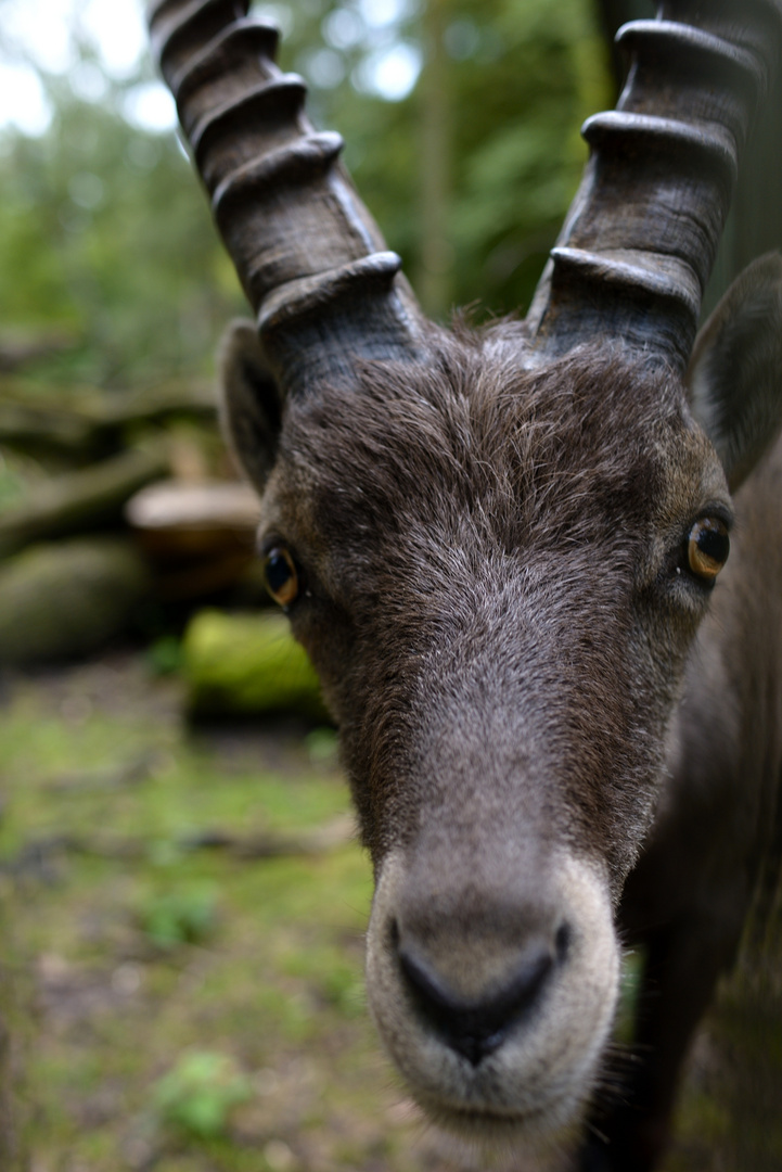 Zoo Kaisergarten