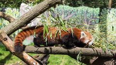 Zoo Karlsruhe 001