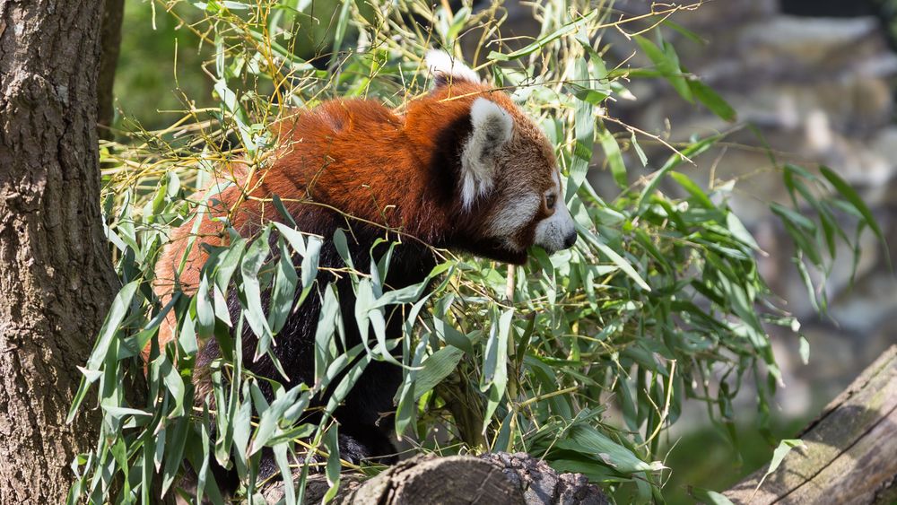 Zoo Karlsruhe 002