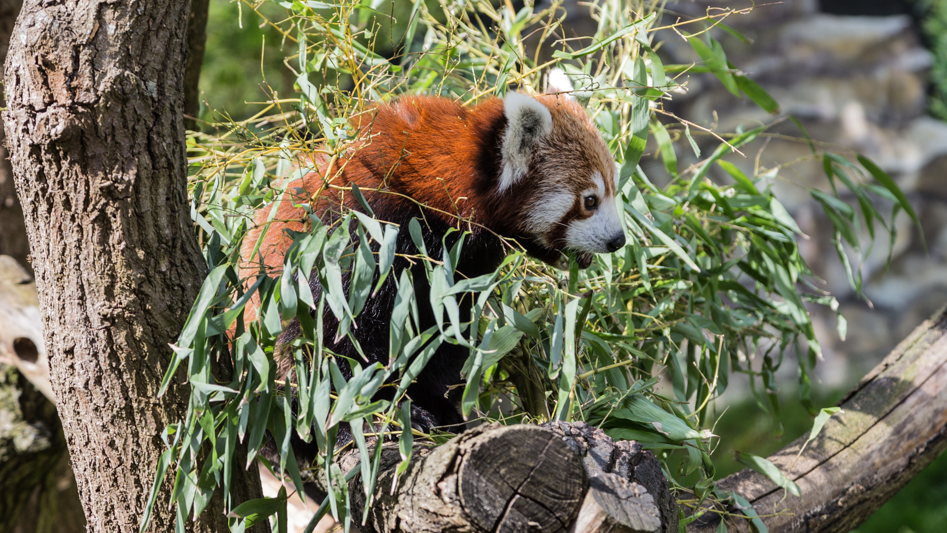 Zoo Karlsruhe 003 Foto & Bild | tiere, zoo, wildpark & falknerei, zoo ...