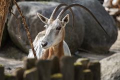 Zoo Karlsruhe 004