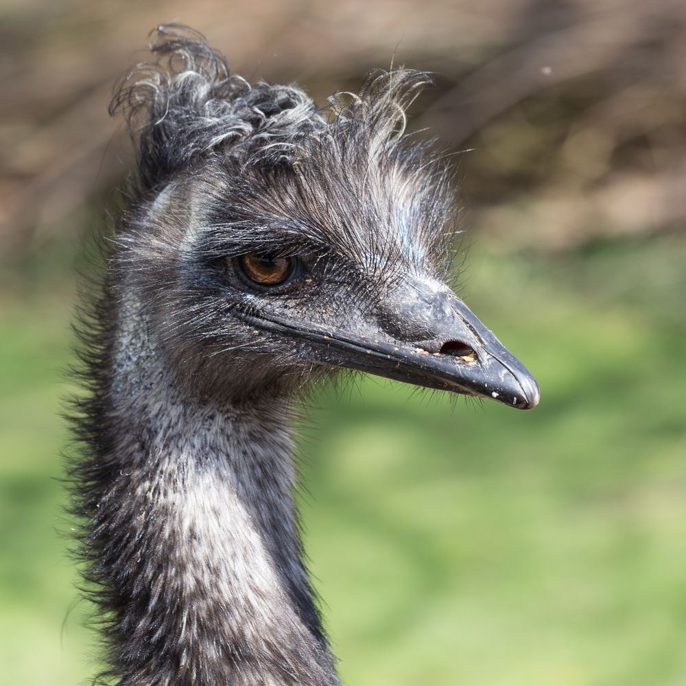 Zoo Karlsruhe 008