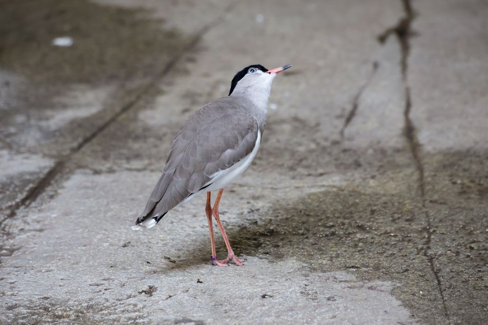 Zoo Karlsruhe 012