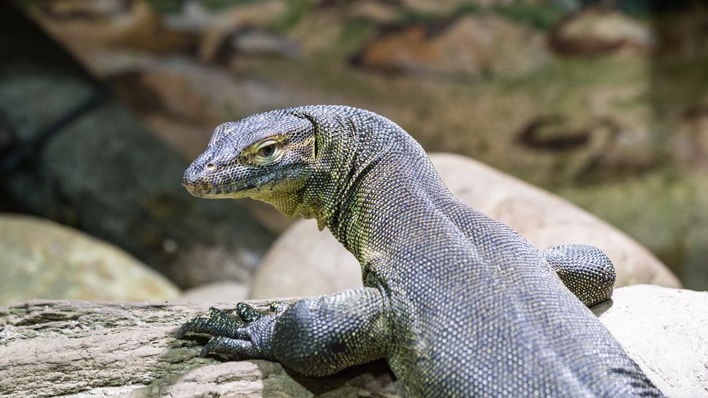 Zoo Karlsruhe 014