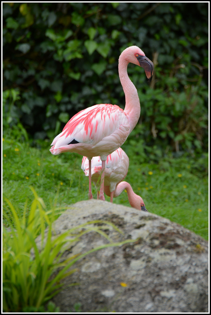 Zoo Karlsruhe