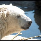 Zoo Karlsruhe