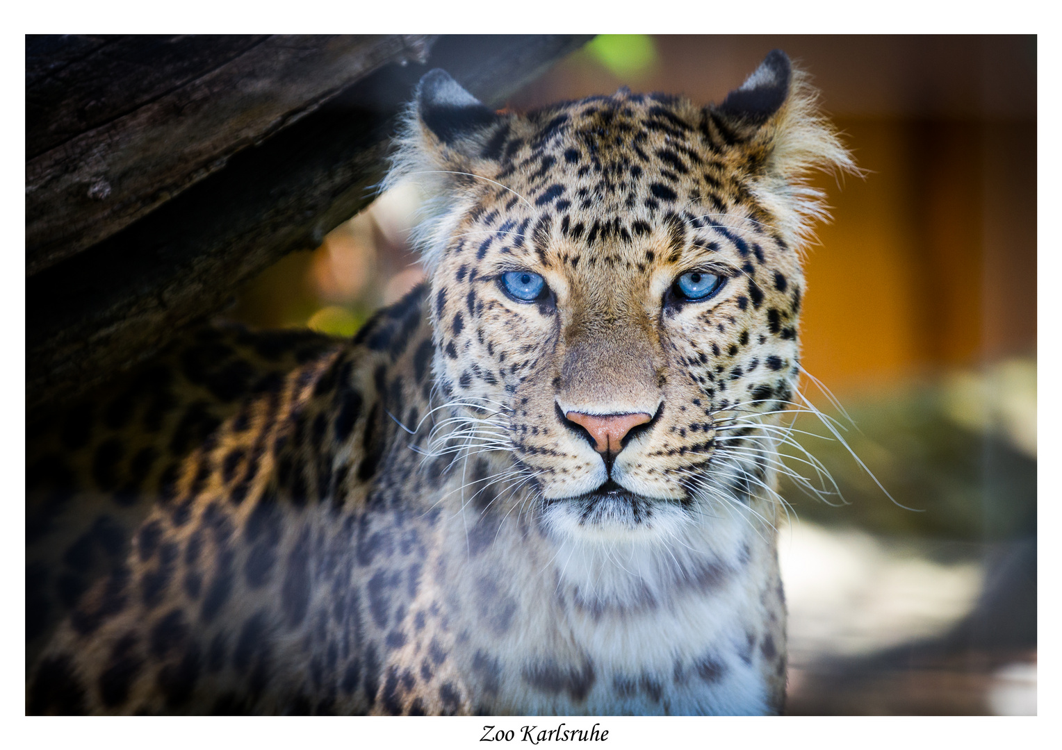 Zoo Karlsruhe Foto Bild Zoo Leopard Gitter Bilder Auf Fotocommunity