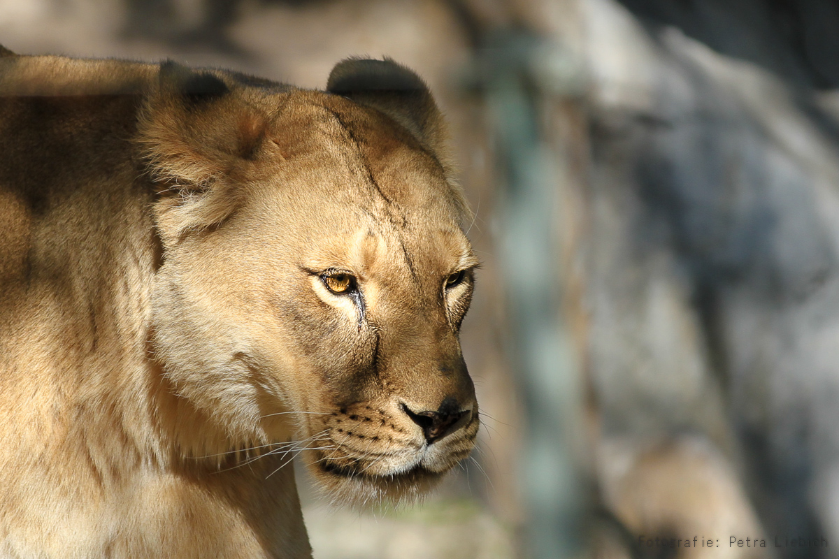 Zoo Karlsruhe