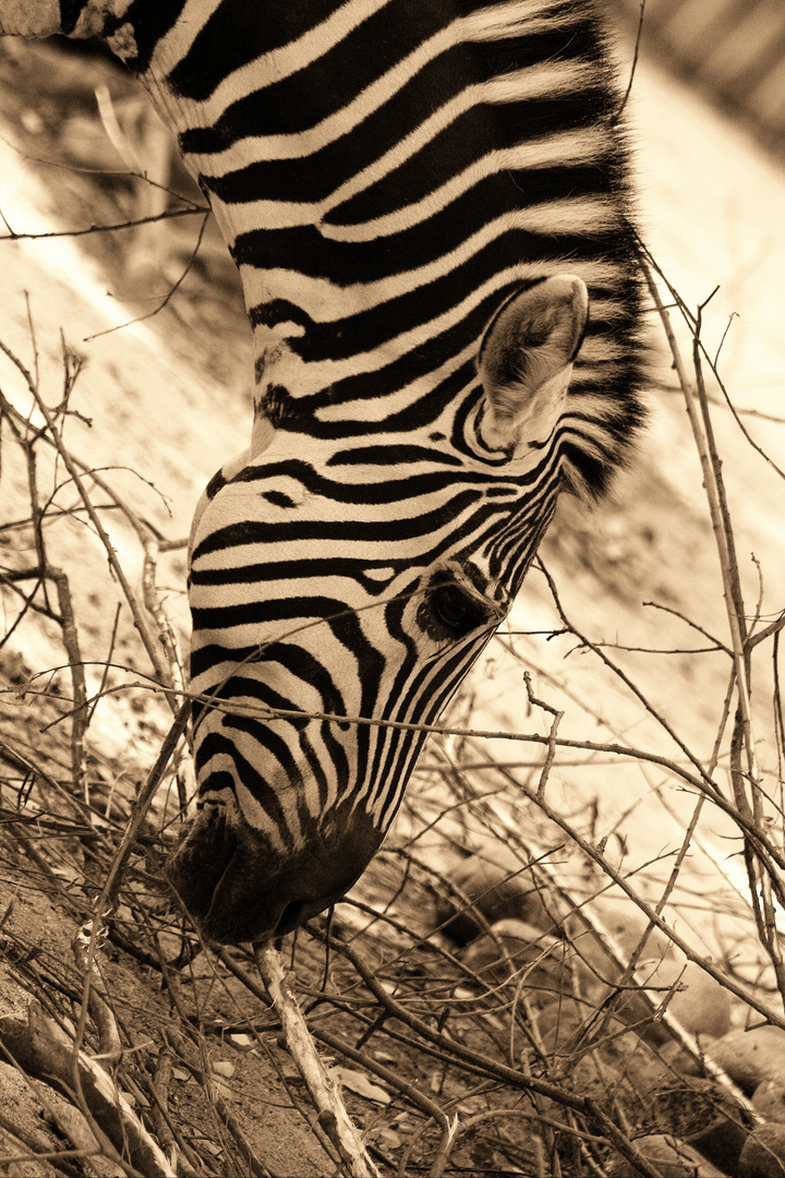 Zoo Karlsruhe