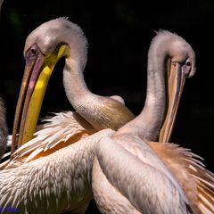 Zoo Karlsruhe. 