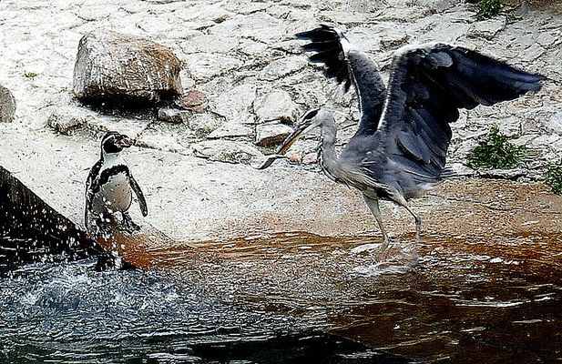 Zoo Karlsruhe(2): Fressfeind siegt..
