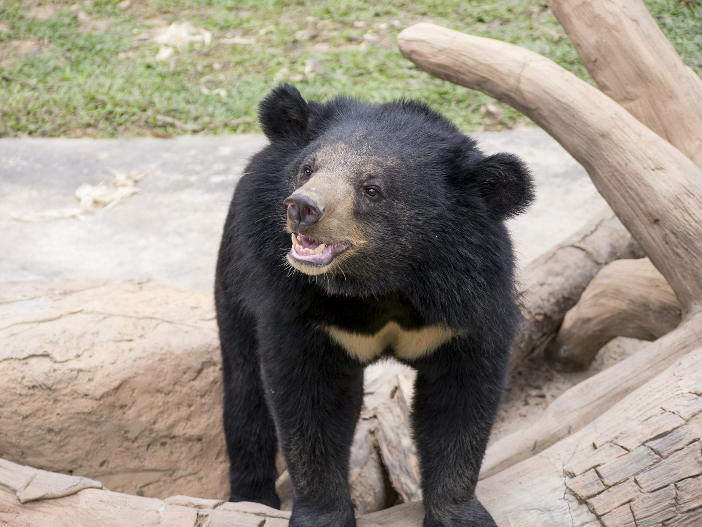 Zoo Khon Kaen, Thailand