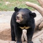 Zoo Khon Kaen, Thailand