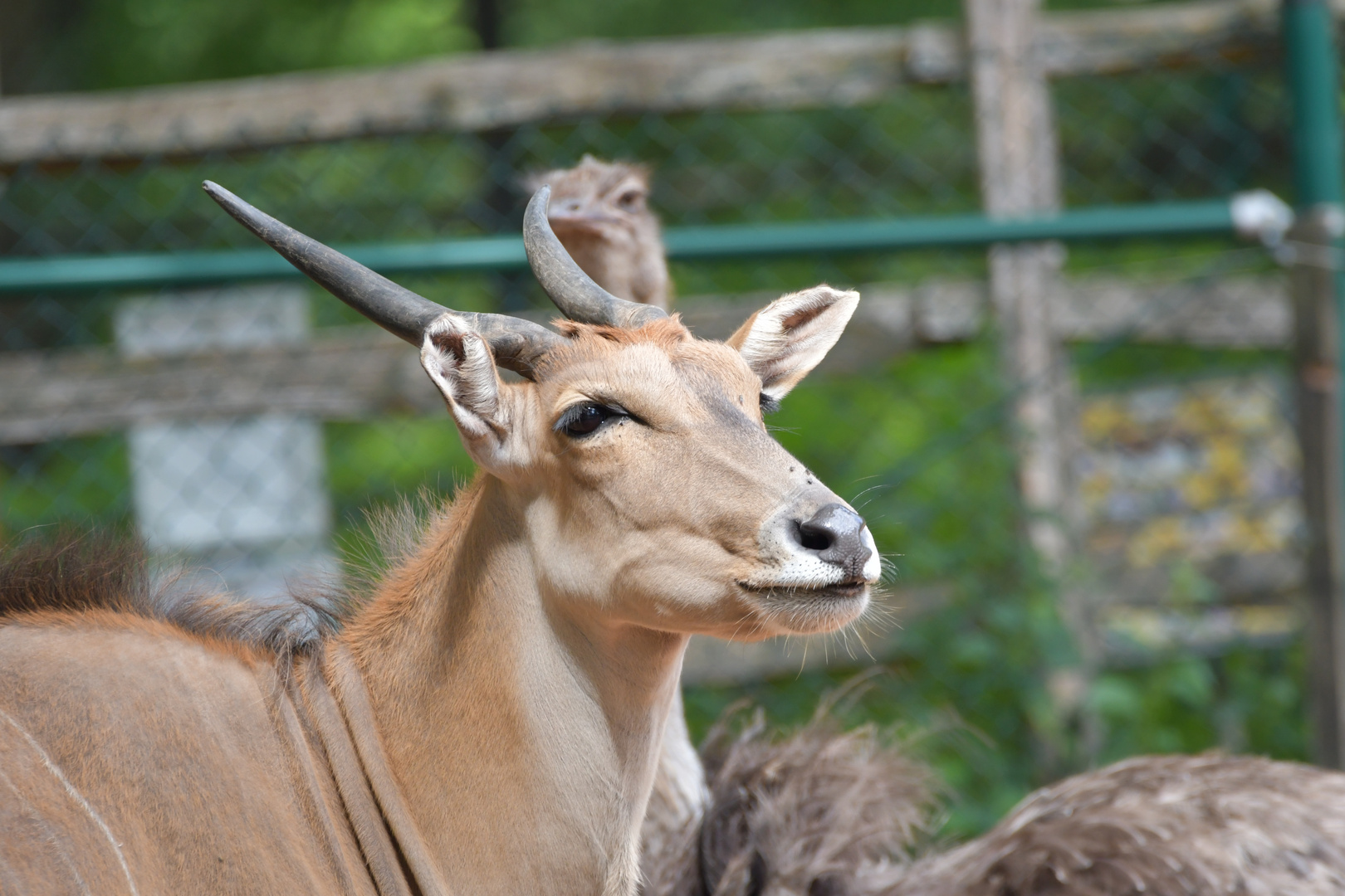 Zoo KL